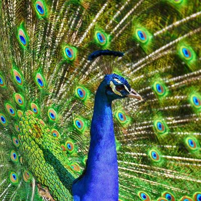 peacock-3617385_1280