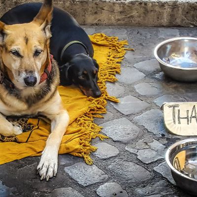 Beeld artilel Raf Daenen dog-2410332_1920
