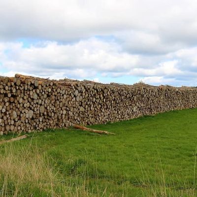 logs-wood-tree-trunks-timber-lumber