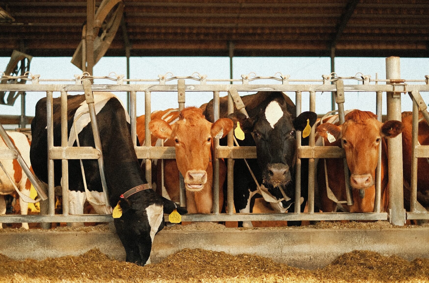 het-financieren-van-vervuiling-grote-agro-industrielen-en-de-boerenprotesten